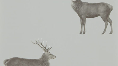 Evesham Deer 216619